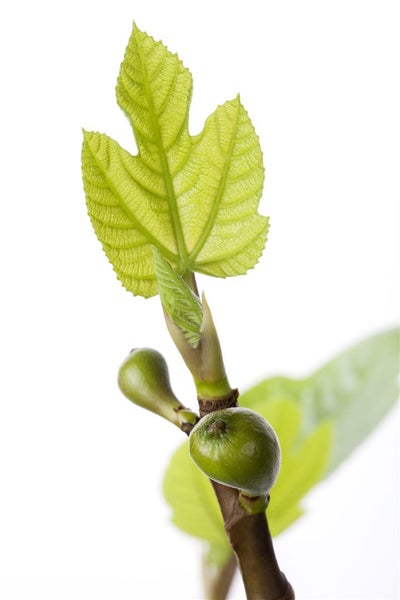 Nahaufnahme eines Feigenbaumzweigs mit einem gelappten Blatt und zwei kleinen grünen Feigen.
