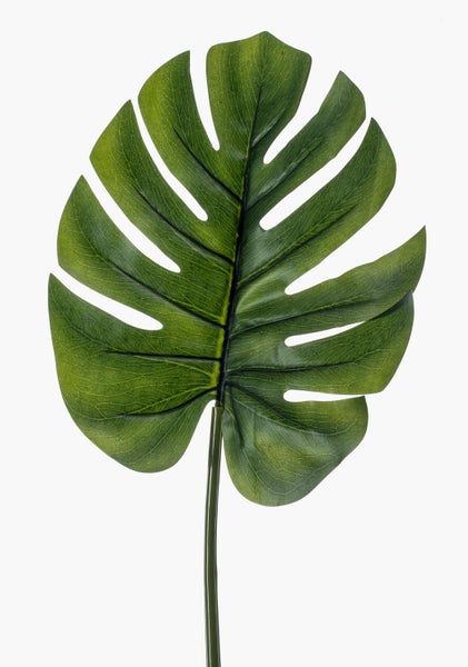 Detail eines grünen Monstera-Blattes mit Blattadern und charakteristischen Einschnitten.