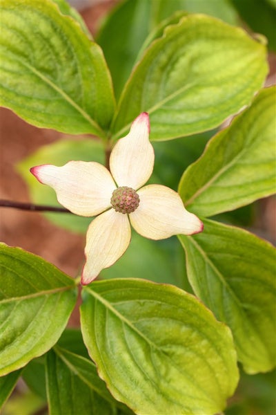 Cornus kousa chinensis 'Claudia', Chinesischer Blumen-Hartriegel, 40–60 cm