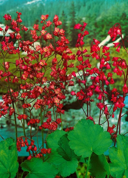 Heuchera sanguinea, Purpurglöckchen, rotblühend, ca. 9x9 cm Topf