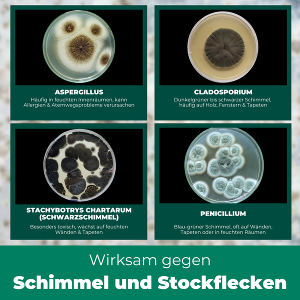 Darstellung von vier verschiedenen Schimmelpilzarten in Petrischalen: Aspergillus, Cladosporium, Stachybotrys chartarum und Penicillium