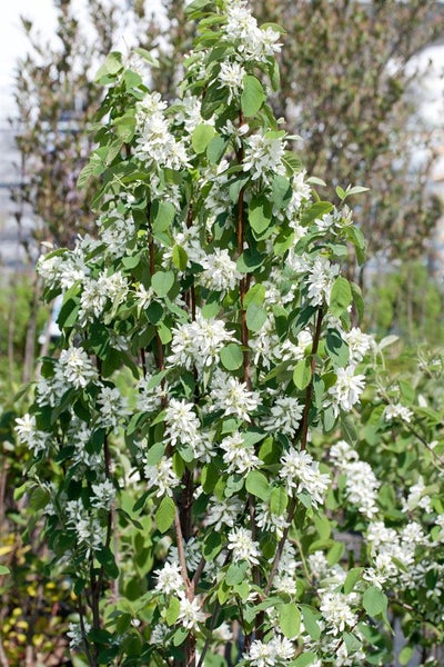 Amelanchier alnifolia 'Obelisk', Felsenbirne, 100–125 cm