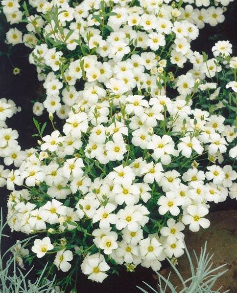 Blütenmeer aus Grasnelken mit grünen Blättern