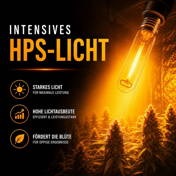 Intensives HPS-Licht für Pflanzen mit hoher Lichtausbeute zur Förderung der Blütephase, dargestellt über blühenden Pflanzen.