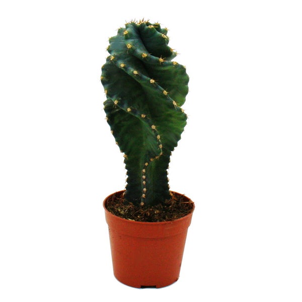 Cereus jamacaru Spiralis - Spiralkaktus im Mini-Format - im 6,5cm Topf