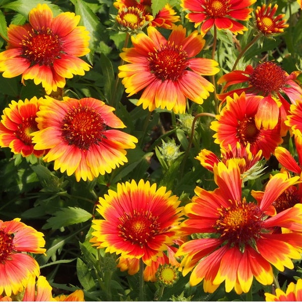 Gaillardia-Blumenbeet mit zahlreichen Blüten