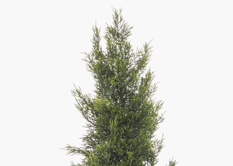 Kegelförmige Konifere mit feinen Nadeln, geeignet als Heckenpflanze oder Solitärgehölz für den Garten.