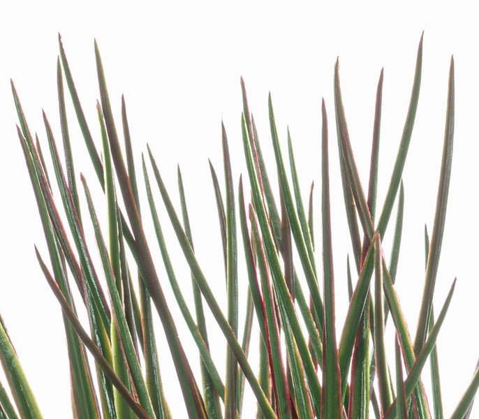 Nahaufnahme von schmalen, spitzen Blättern einer Dracaena marginata mit roten Rändern.