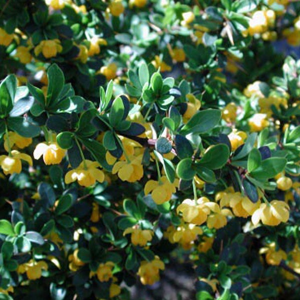 Berberitze mit gelben Blüten und grünen Blättern