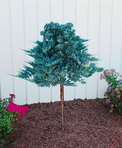 Wacholder als Zierbaum für den Garten
