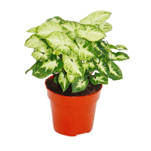 Exotenherz - Purpurtute - Syngonium Pixie - 1 Pflanze - pflegeleicht - luftreinigend - 12cm Topf