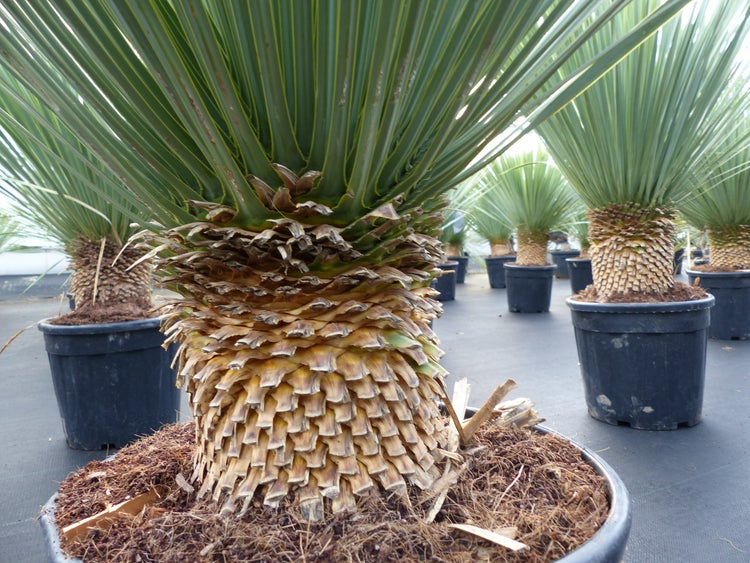 Mehrere Yucca rostrata Pflanzen in schwarzen Töpfen mit strukturiertem Stamm und schmalen Blättern.