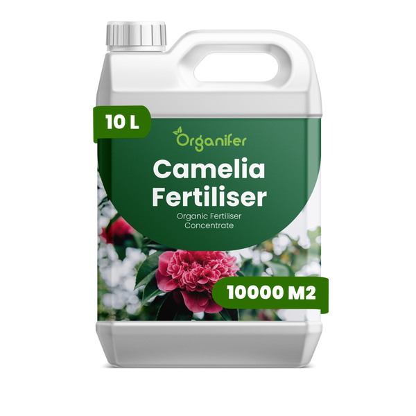 Vergleich einer Kamelie mit Organifer. Vorher verwelkte Blüten, nachher leuchtend rote Blüten und gesundes Grün. Organifer Logo.