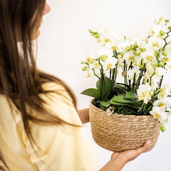 Kolibri Orchids weißes Pflanzenset im Schilfkorb inkl. Wassertank drei weiße Orchideen Lausanne 9cm und drei Grünpflanzen Rhipsalis Dschungelstrauß weiß mit autarkem Wassertank