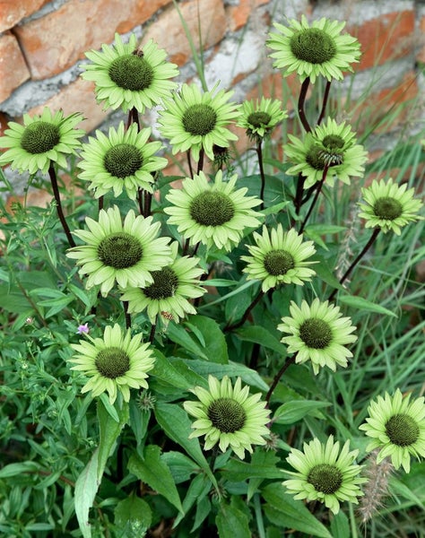 Gruppe von grünen Rudbeckia-Blumen im Garten
