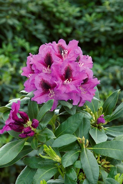 Rhododendron Hybr. 'Rasputin', INKARHO, dunkelviolett, 30–40 cm