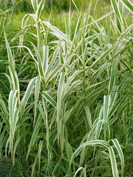 Arundo donax 'Variegata', Riesenschilf, gestreift, ca. 11x11 cm Topf