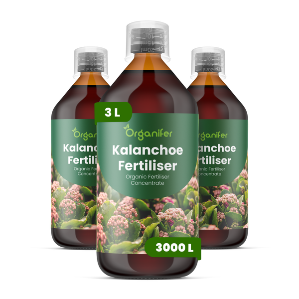 Drei Flaschen Organifer Kalanchoe Bio-Düngerkonzentrat, 3 Liter.