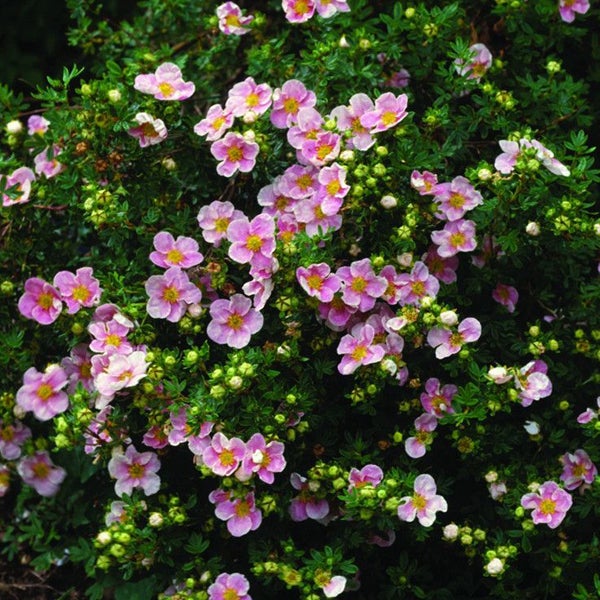 Fingerstrauch mit rosa Blüten