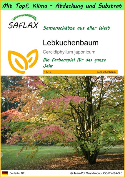 SAFLAX Garden to go - Lebkuchenbaum - Cercidiphyllum japonicum - 200 Samen - Mit Topf, Klima - Deckel und Anzuchtsubstrat