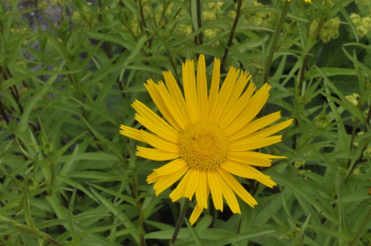 Buphthalmum salicifolium, Weidenblättriges Ochsenauge, gelb, ca. 9x9 cm Topf
