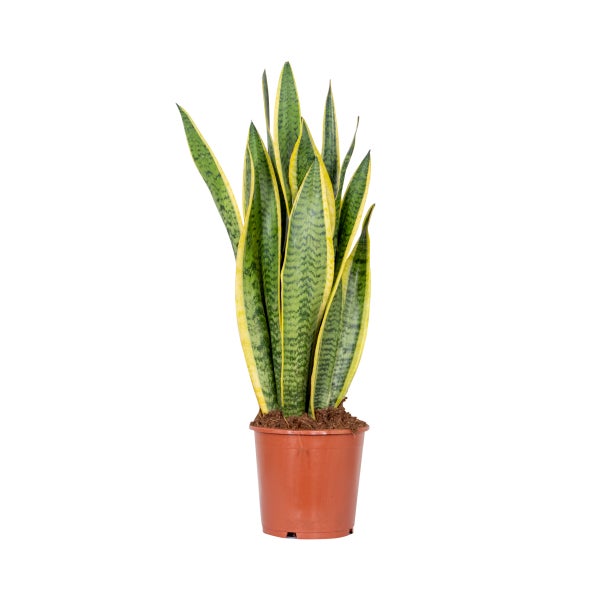 Sansevieria 'Laurentii' XL – Frauenzunge – Sukkulente – Pflegeleicht – ⌀17cm – ↕55-65cm