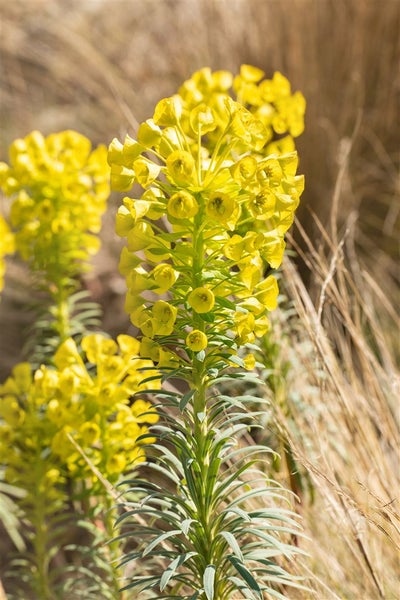 Euphorbia characias char.'Humpty Dumpty', Wolfsmilch, ca. 11x11 cm Topf