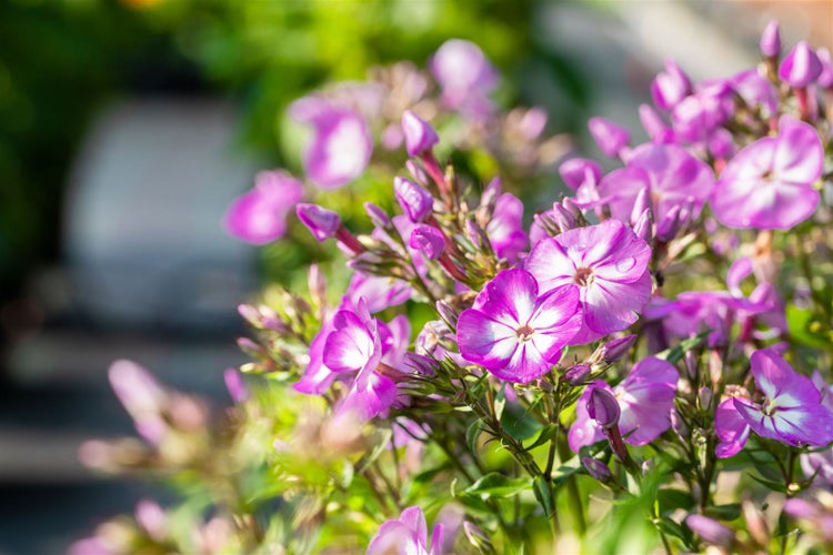 Phlox paniculata 'Uspech', Flammenblume, violett, ca. 11x11 cm Topf