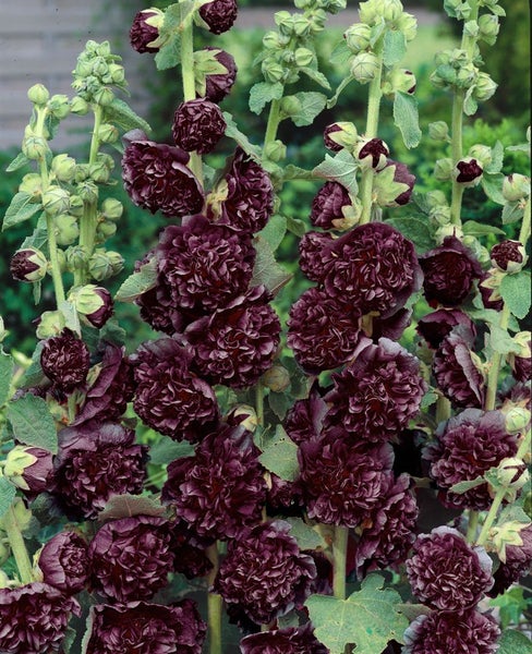 Alcea rosea 'Pleniflora Chaters', Stockrose, purpur, ca. 9x9 cm Topf