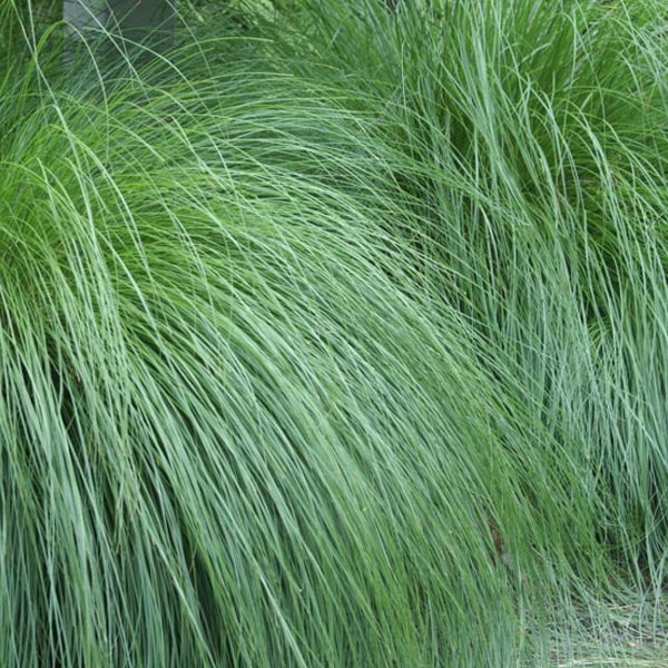 Detailaufnahme von Ziergras im Garten