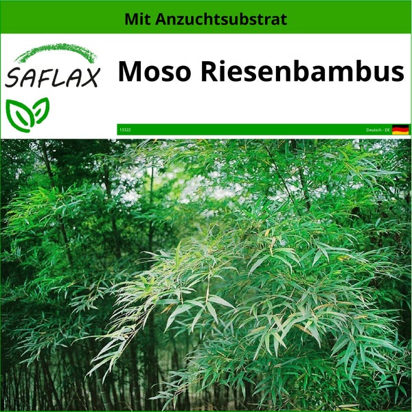 SAFLAX  - Moso Riesenbambus - Phyllostachys pubescens - 20 Samen - Mit keimfreiem Anzuchtsubstrat