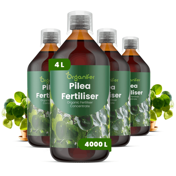 Vier Flaschen Organifer Pilea-Dünger, organisches Flüssigdünger-Konzentrat, 4 Liter ausreichend für circa 4000 Liter Gießwasser.