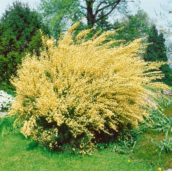 Cytisus praecox 'Albus', Besenginster, weiß, 30–40 cm