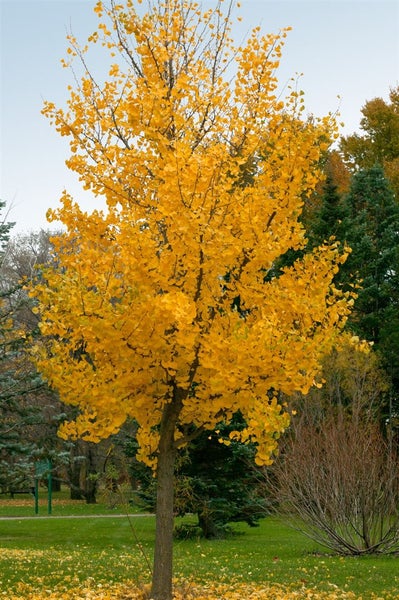 Ginkgo biloba, Fächerblattbaum, 150–175 cm