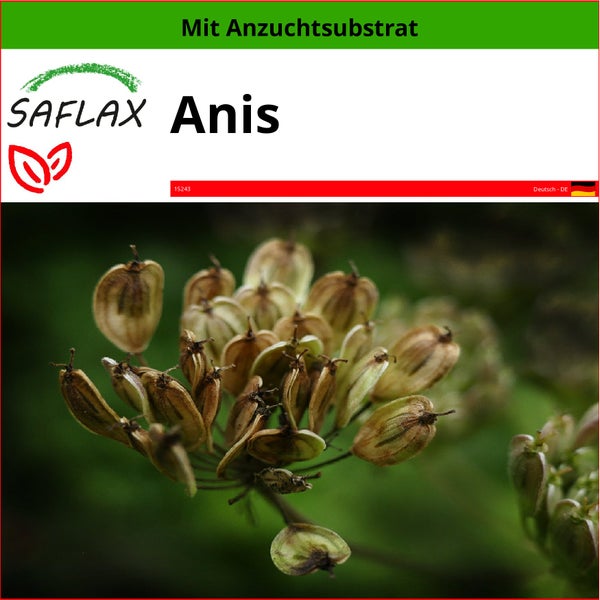 SAFLAX  - Anis - Pimpinella anisum - 200 Samen - Mit keimfreiem Anzuchtsubstrat