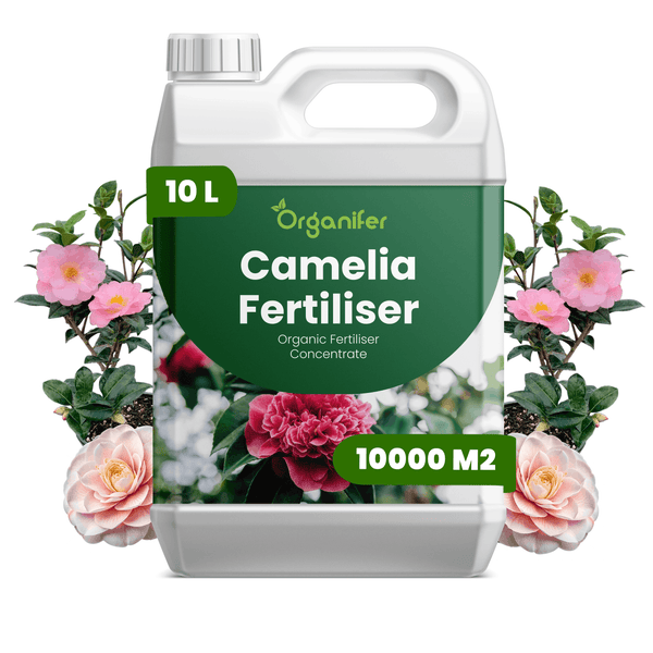 Organifer Kameliendünger, organisches Düngerkonzentrat, 10 Liter Kanister für 10000 Quadratmeter, abgebildet mit Kamelienpflanzen.