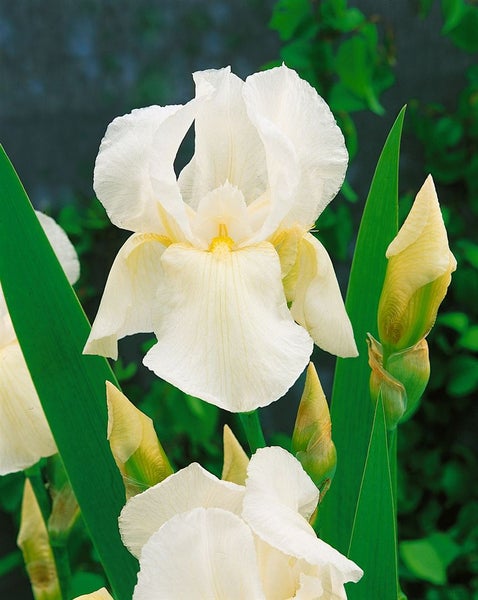 Nahaufnahme einer weißen Schwertlilie mit grünen Blättern