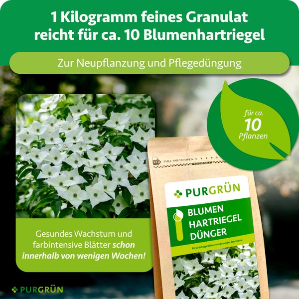 Purgrün Blumenhartriegel Dünger, 1 Kilogramm feines Granulat für circa 10 Pflanzen. Zur Neupflanzung, Pflegedüngung und für gesundes Wachstum.