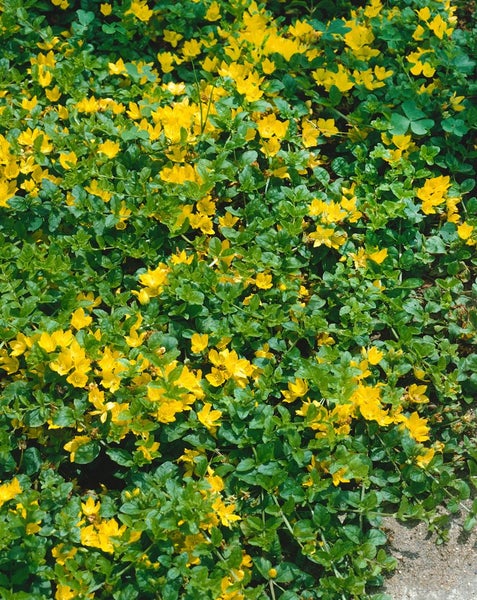 Lysimachia nummularia, Pfennigkraut, ca. 9x9 cm Topf