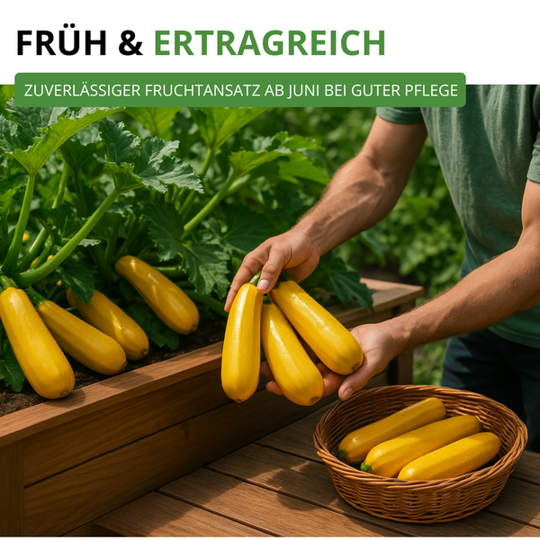 Person erntet gelbe Zucchini aus einem hölzernen Hochbeet in einen Weidenkorb. Text: Früh, ertragreich und zuverlässiger Fruchtansatz ab Juni.