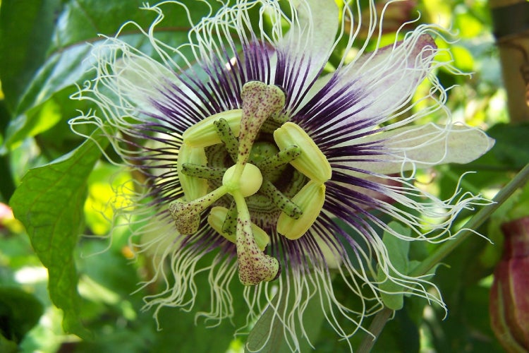 SAFLAX Anzucht Set - Passionsfrucht - Passiflora edulis - 40 Samen - Mit Mini-Gewächshaus, Anzuchtsubstrat und 2 Töpfen