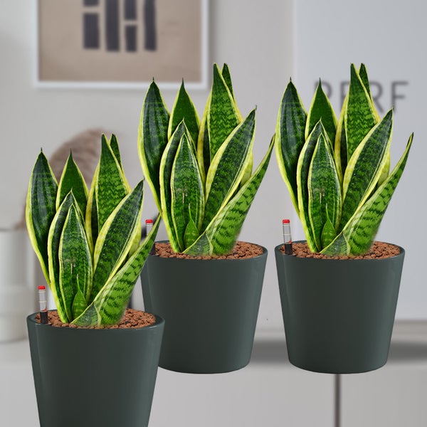 Drei Sansevieria Pflanzen in Töpfen mit Feuchtigkeitsmesser
