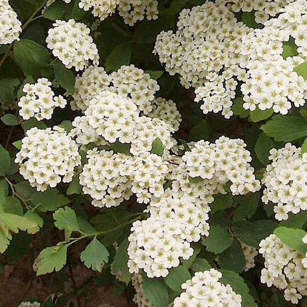 Blütenstände einer Spiraea-Pflanze mit kleinen, weißen Blüten