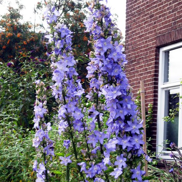Glockenblumen im Garten