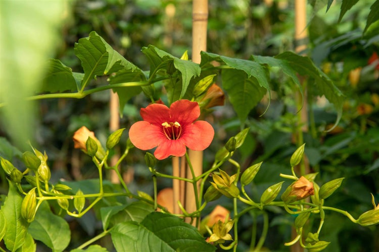 Campsis radicans 'Stromboli' -R-, Trompetenblume, leuchtend rot, 60–100 cm