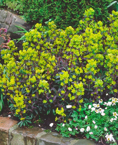 Garten mit Wolfsmilch und anderen Pflanzen.