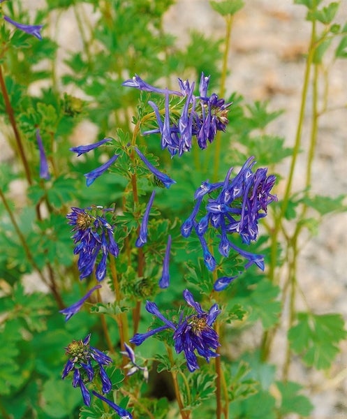 Corydalis elata 'Spinners', Lerchensporn, blau, ca. 9x9 cm Topf