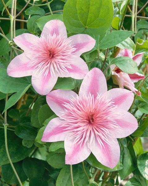 Clematis Hybride 'Empress', Waldrebe, rosa, 60–100 cm
