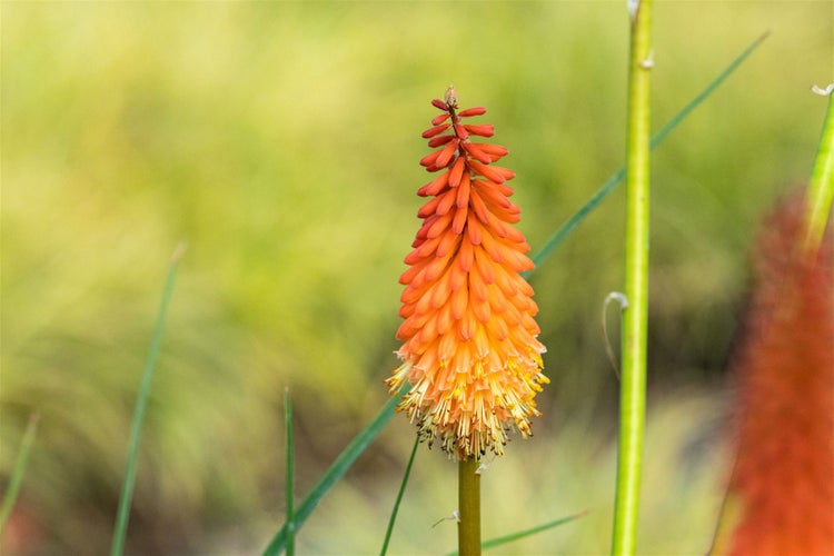 Kniphofia uvaria 'Alcazar', Fackellilie, orange-rot, ca. 11x11 cm Topf
