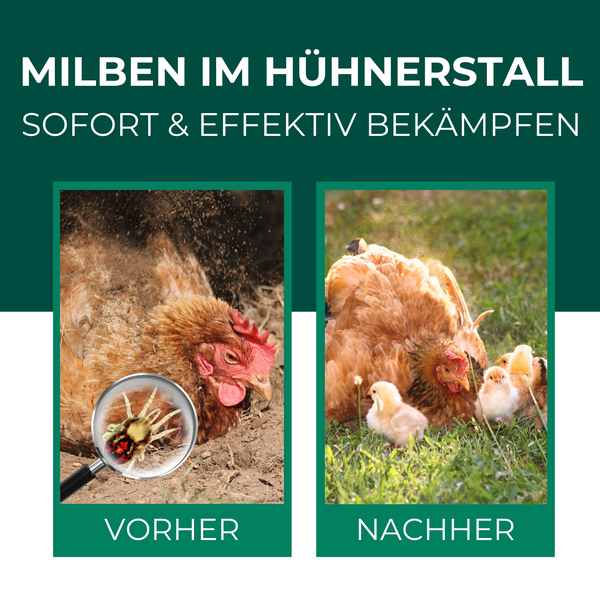 Silberkraft Milbenspray Hühner 500ml, Effektiver Schutz vor Milbenbefall im Hühnerstall, Langzeitschutz gegen rote Vogelmilben, Einfache Anwendung auf Sitzstangen und Nistplätzen
